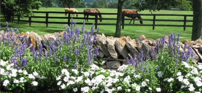 flowers on a lexington, ky horse farm